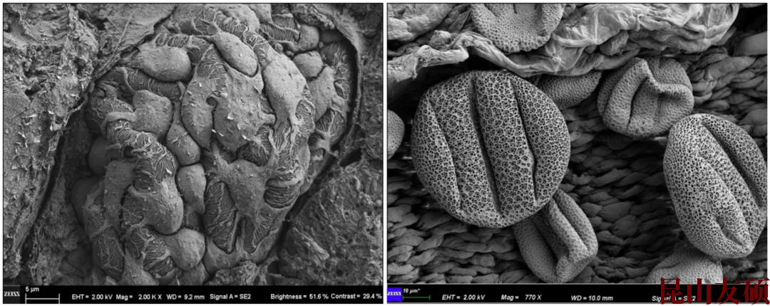 亳州扫描电子显微镜