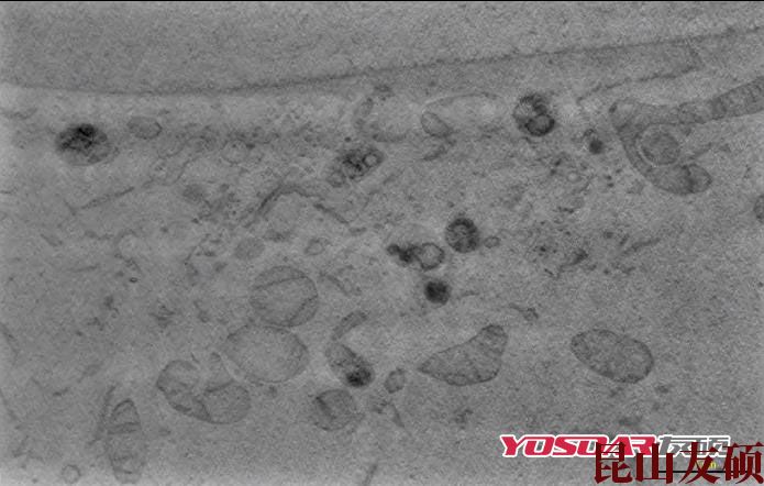 亳州蔡司双束电镜