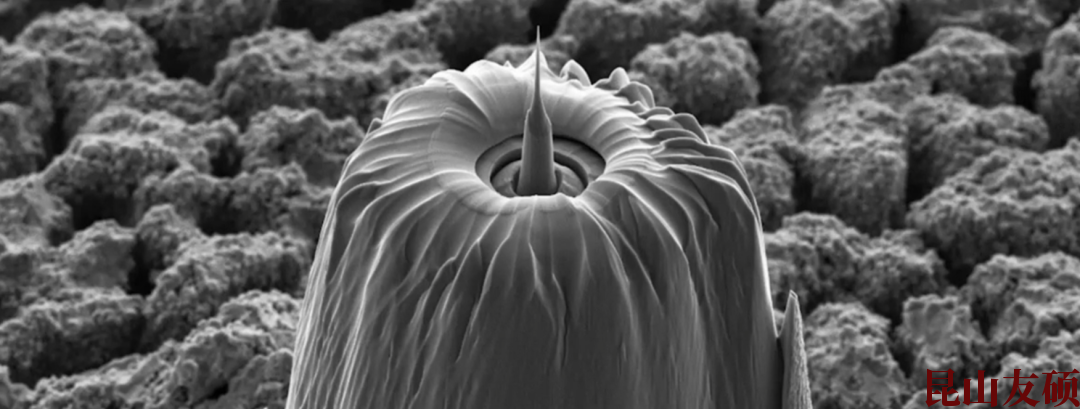 亳州蔡司亳州X射线显微镜